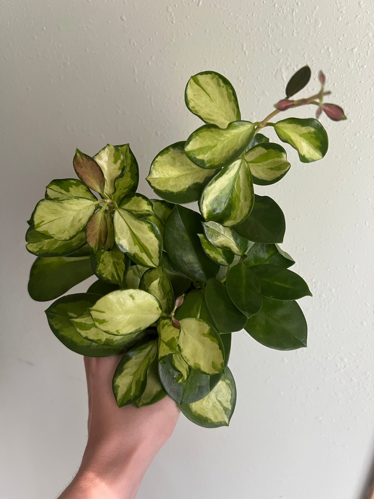 Hoya australis - ‘Lisa’