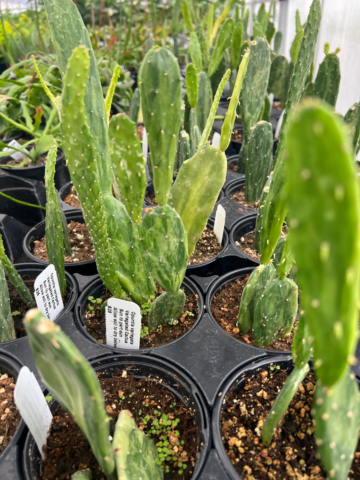 Opuntia variegata - 'Variegated Prickly Pear Cactus'