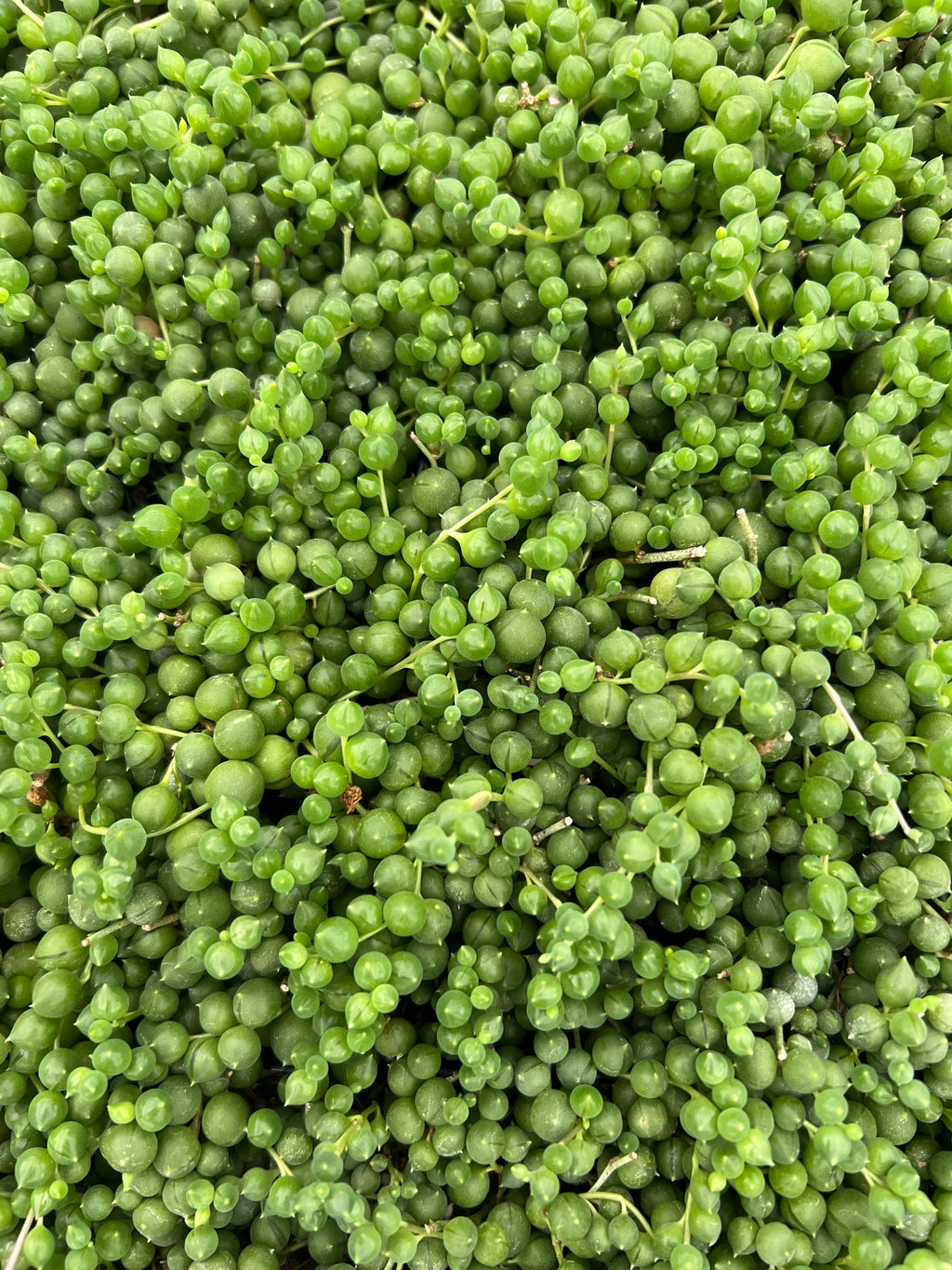 Senecio rowleyanus - String of Pearls