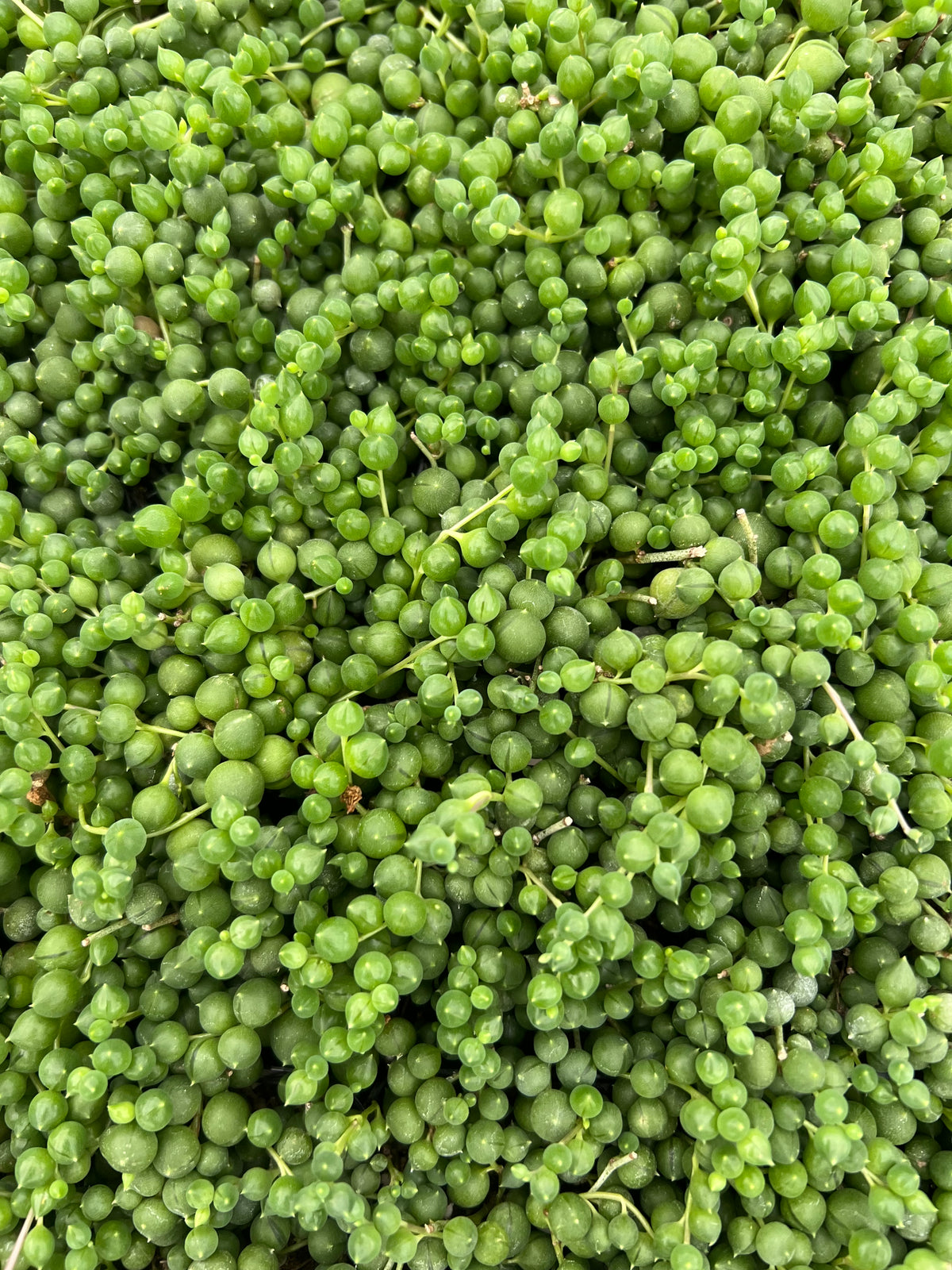 Senecio rowleyanus - String of Pearls