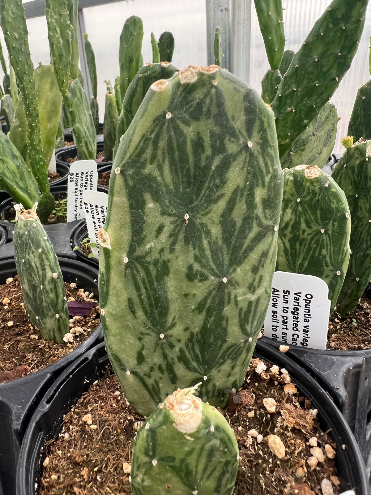Opuntia variegata - 'Variegated Prickly Pear Cactus'