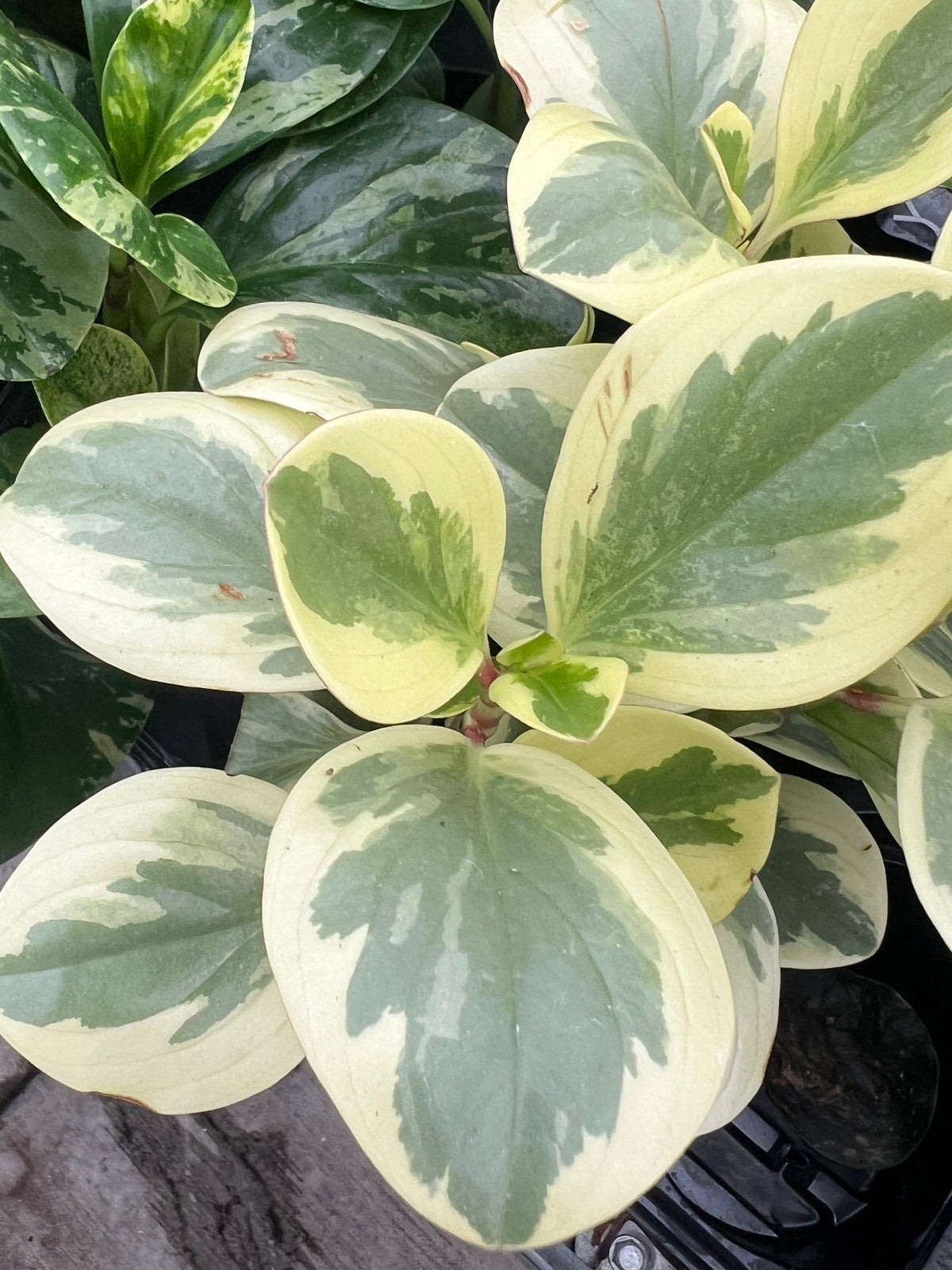 Peperomia obtusifolia - 'Obtipan Bicolor'