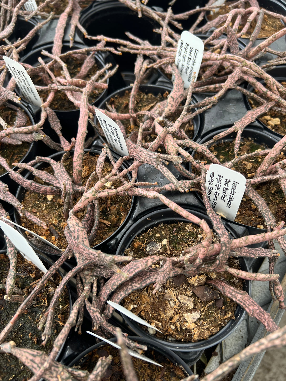 Euphorbia platyclada - 'Dead Stick Plant'