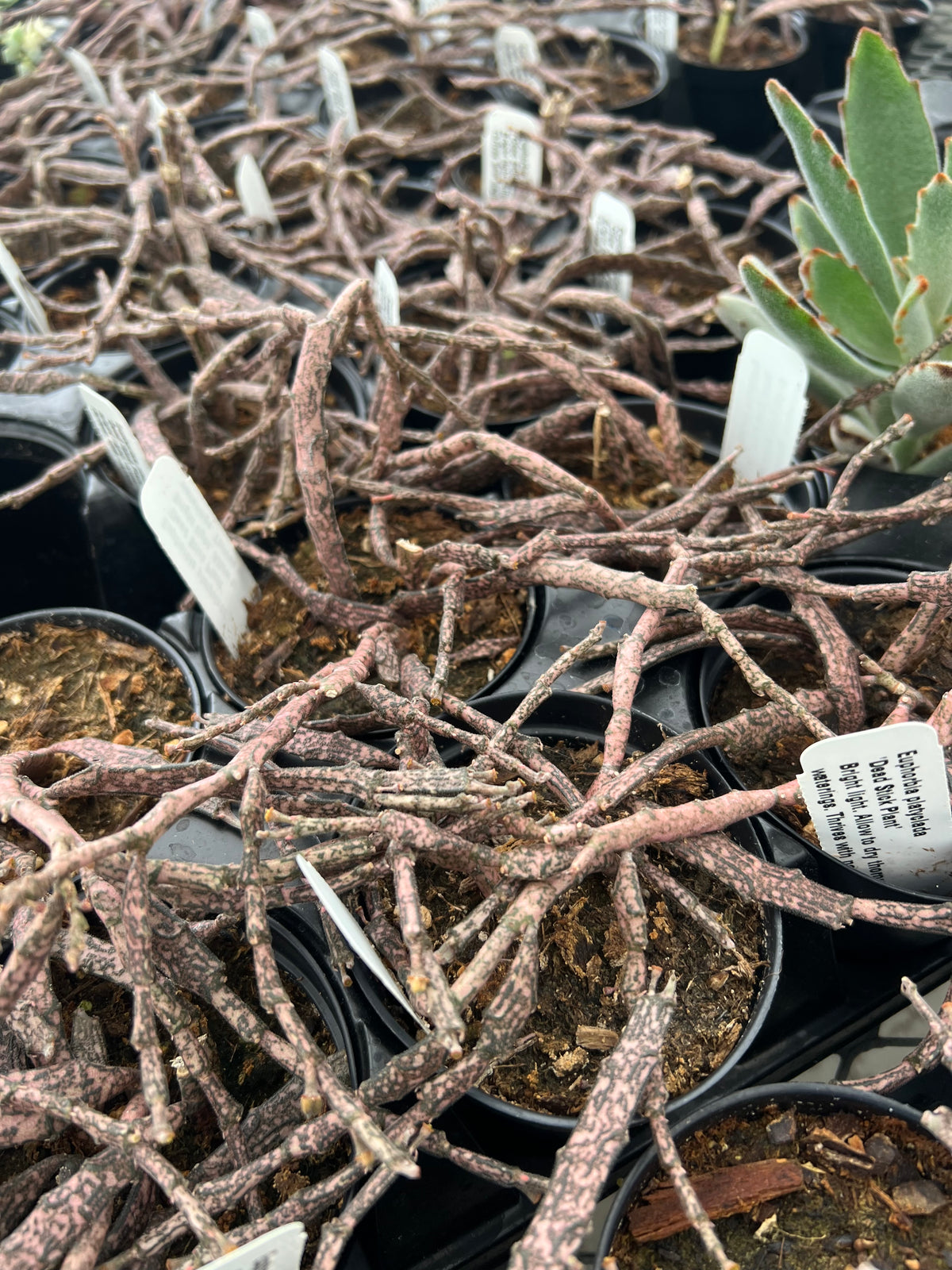 Euphorbia platyclada - 'Dead Stick Plant'