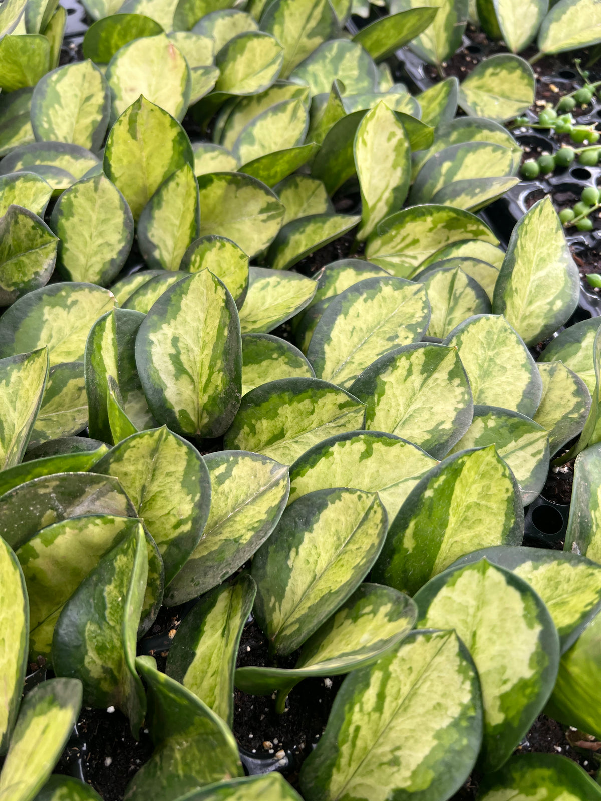 Hoya australis - ‘Lisa’