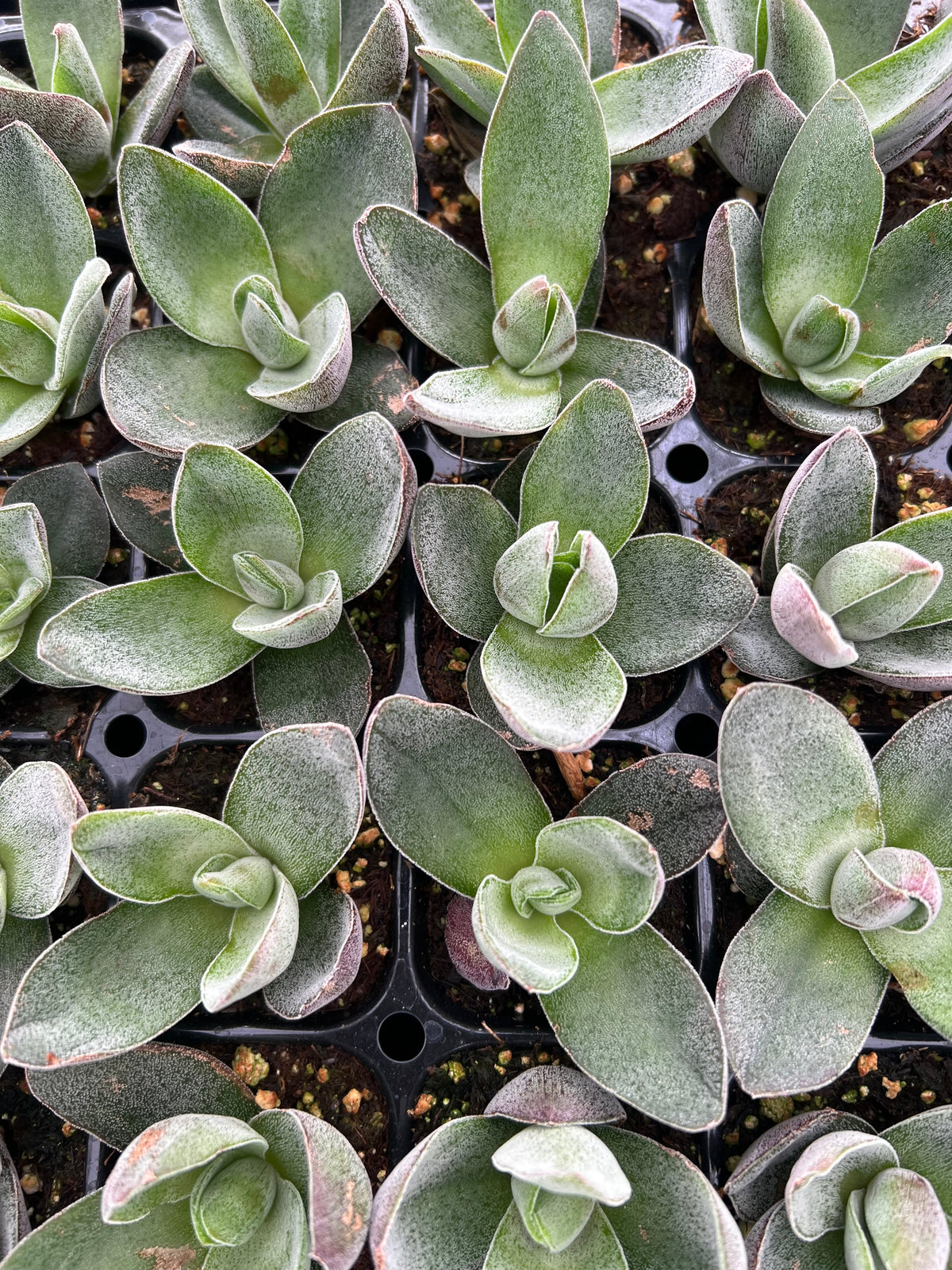 Crassula 'Garnet Lotus'