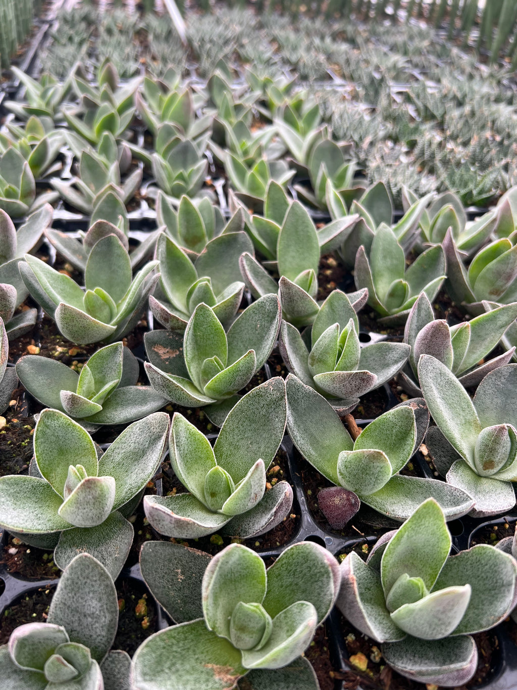 Crassula 'Garnet Lotus'
