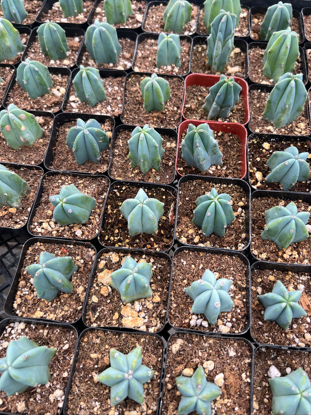 Myrtillocactus geometrizans - 'Blue Candle Cactus'