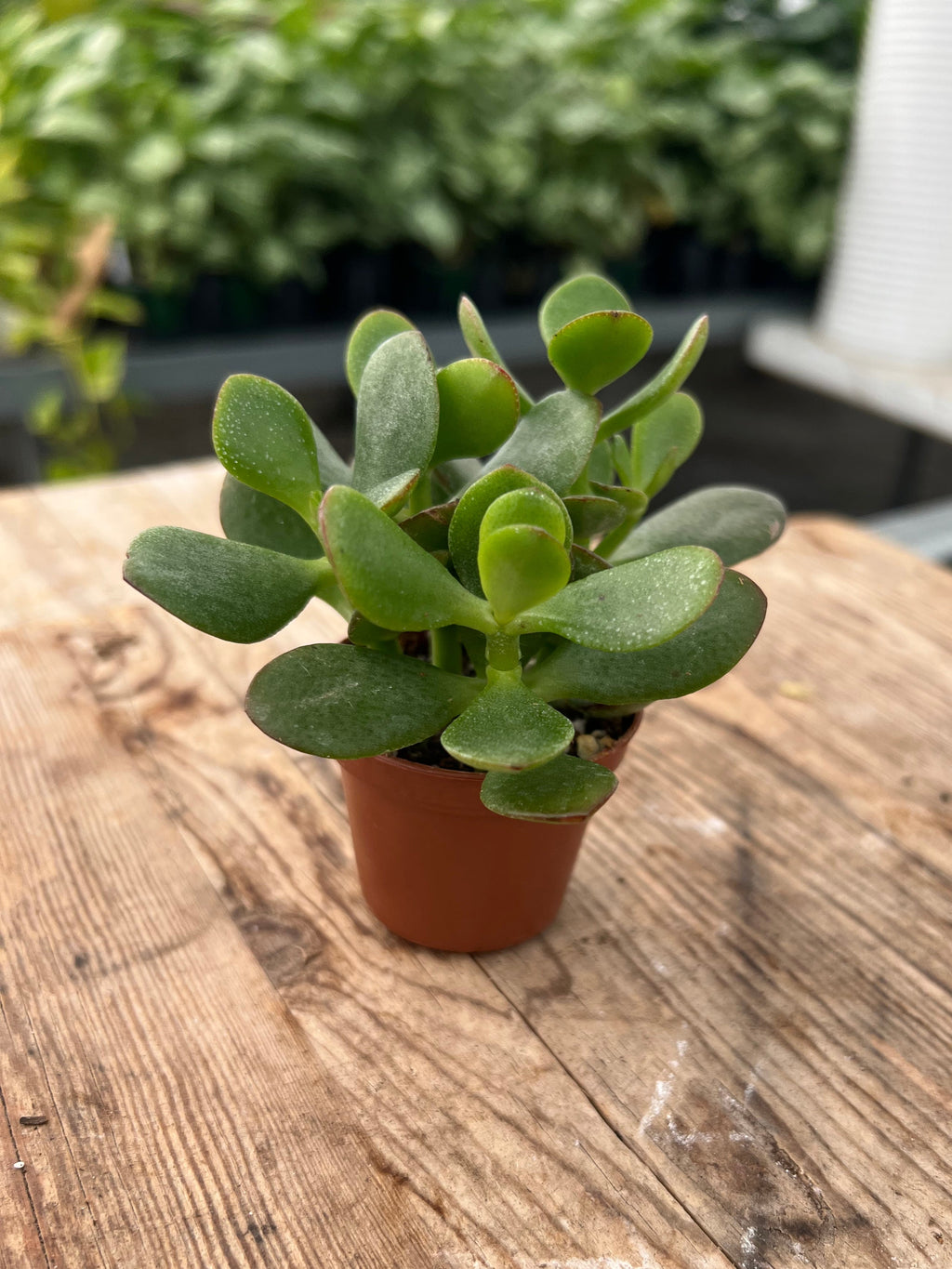 Crassula ovata - Jade Plant