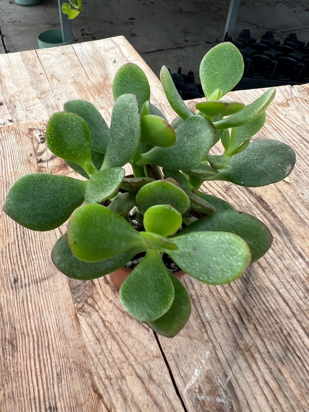 Crassula ovata - Jade Plant