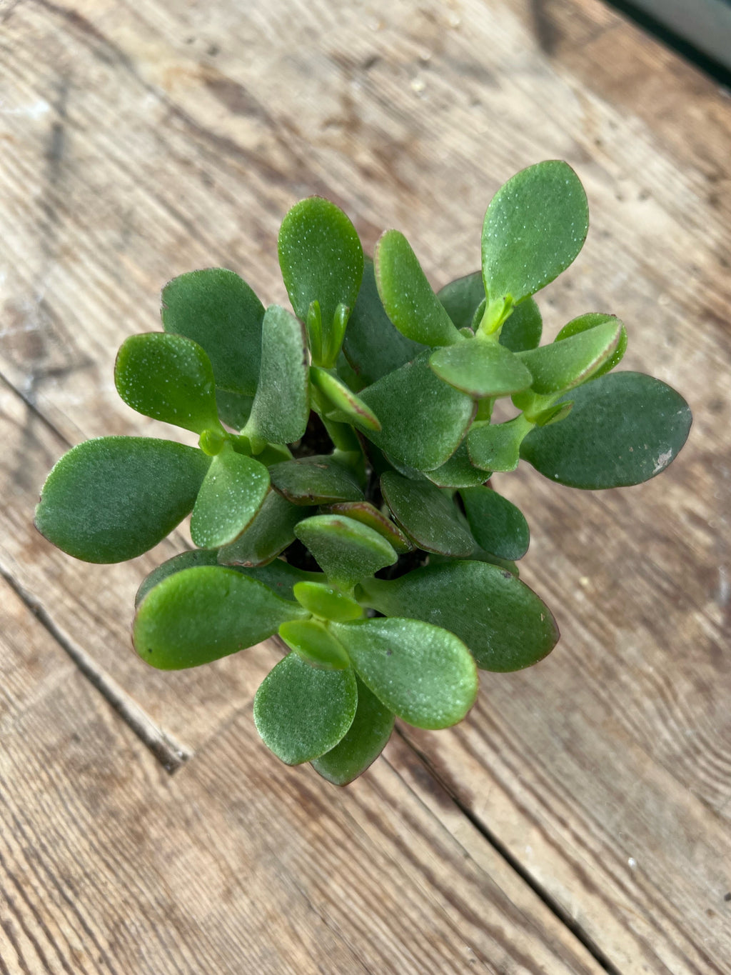 Crassula ovata - Jade Plant