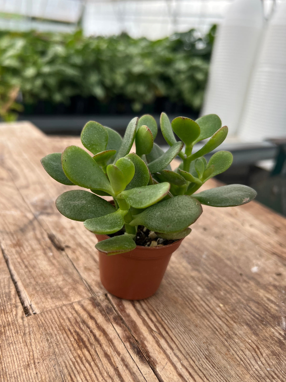 Crassula ovata - Jade Plant