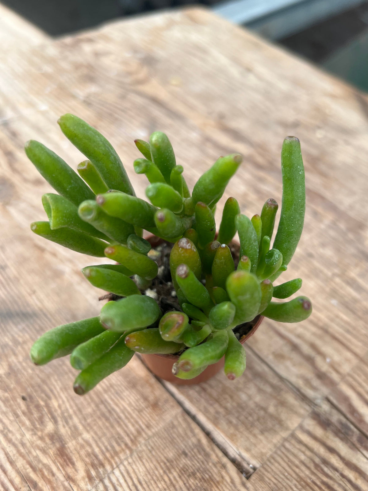 Crassula ovata - Gollum Jade