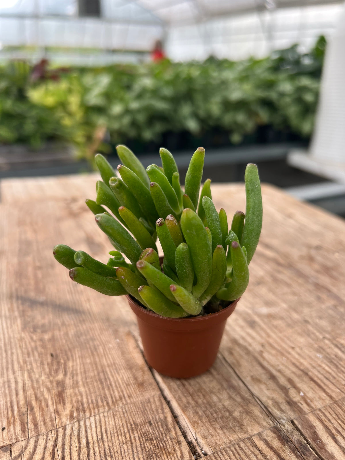 Crassula ovata - Gollum Jade