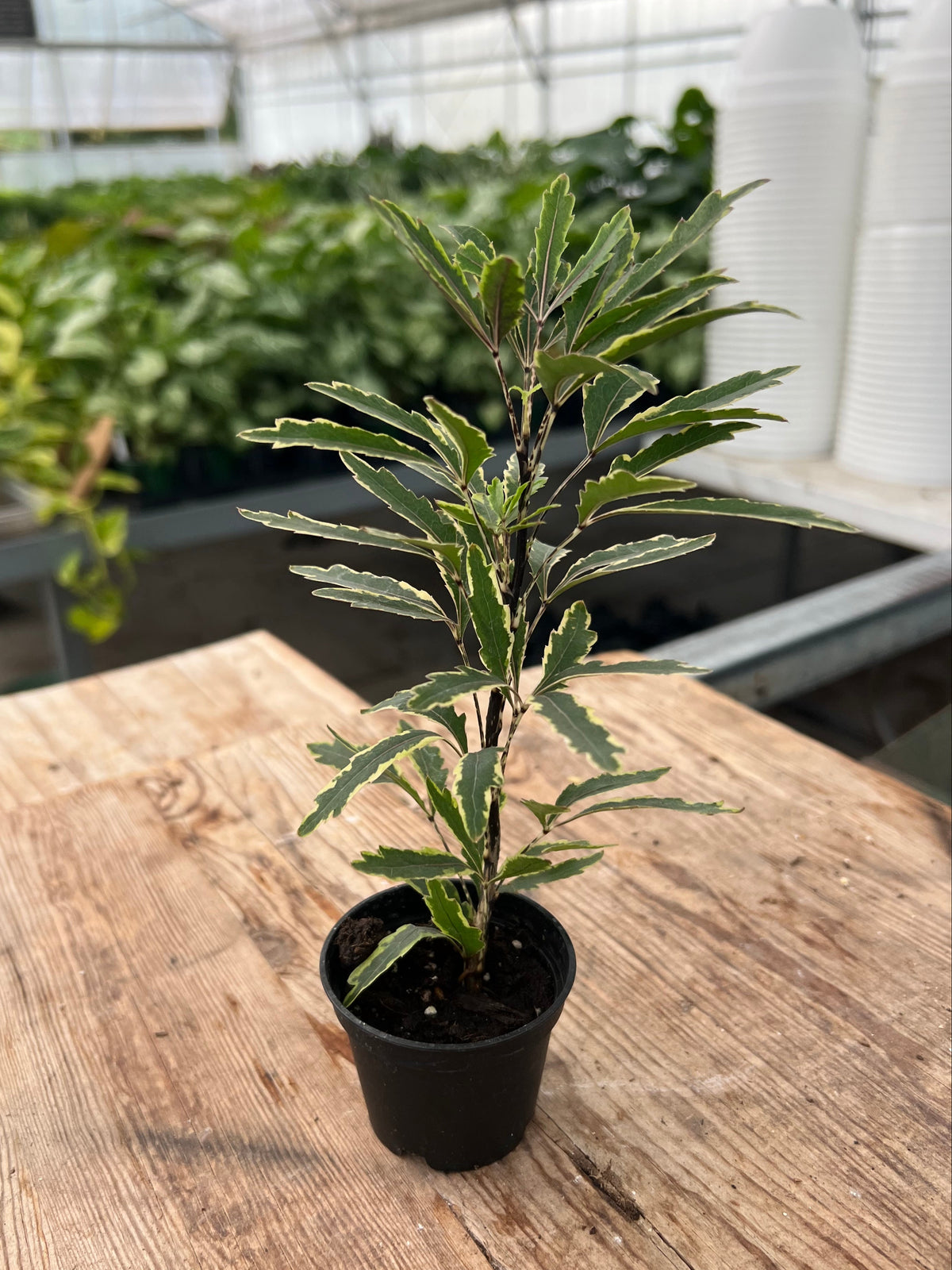 Dizygotheca elegantissima - Aralia 'Bianca'