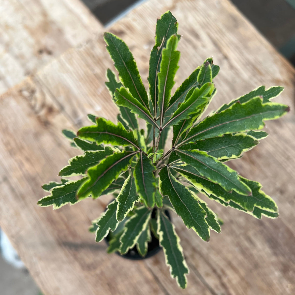 Dizygotheca elegantissima - Aralia 'Bianca'