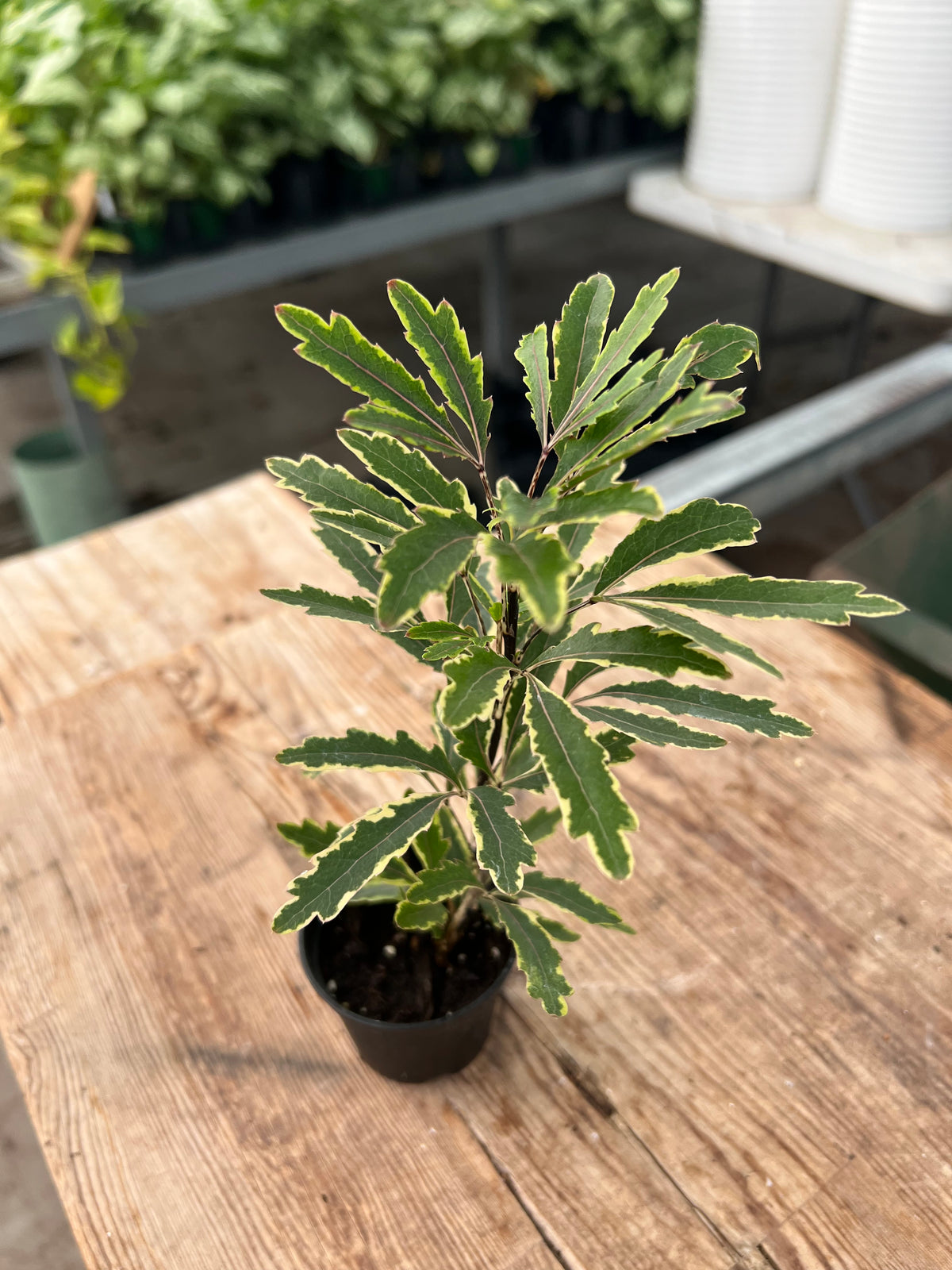 Dizygotheca elegantissima - Aralia 'Bianca'