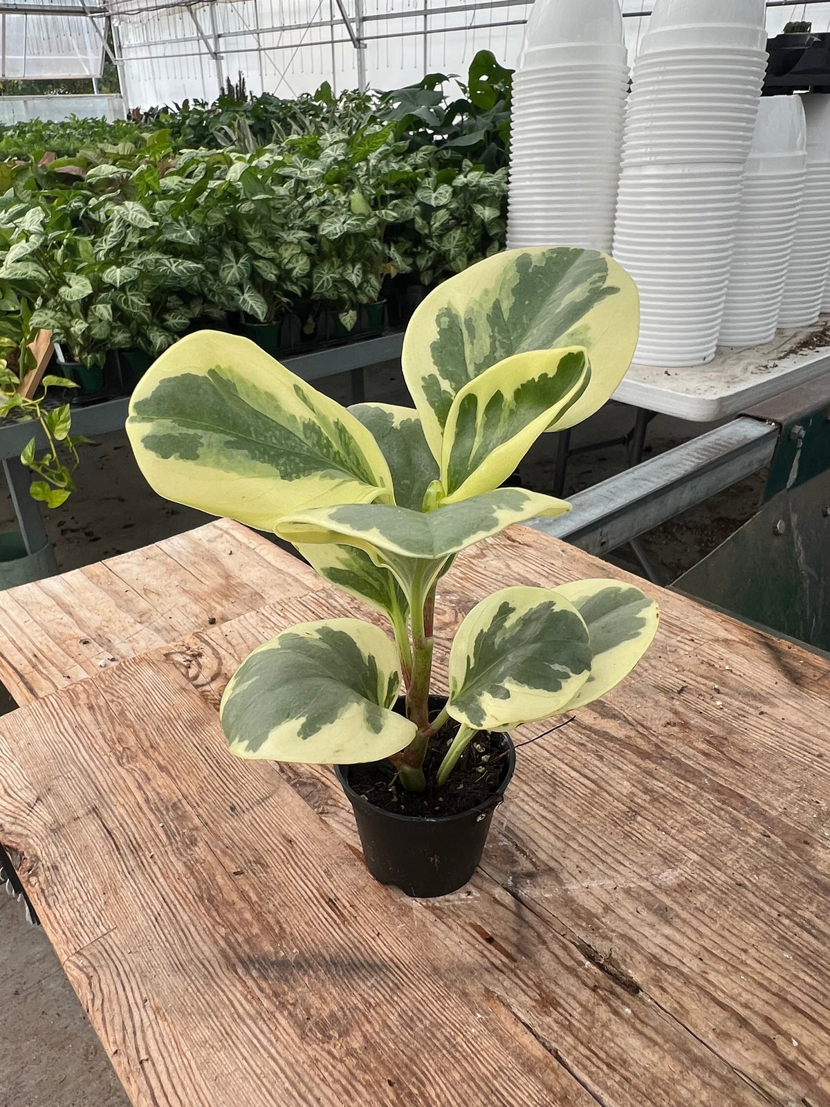 Peperomia obtusifolia - 'Obtipan Bicolor'