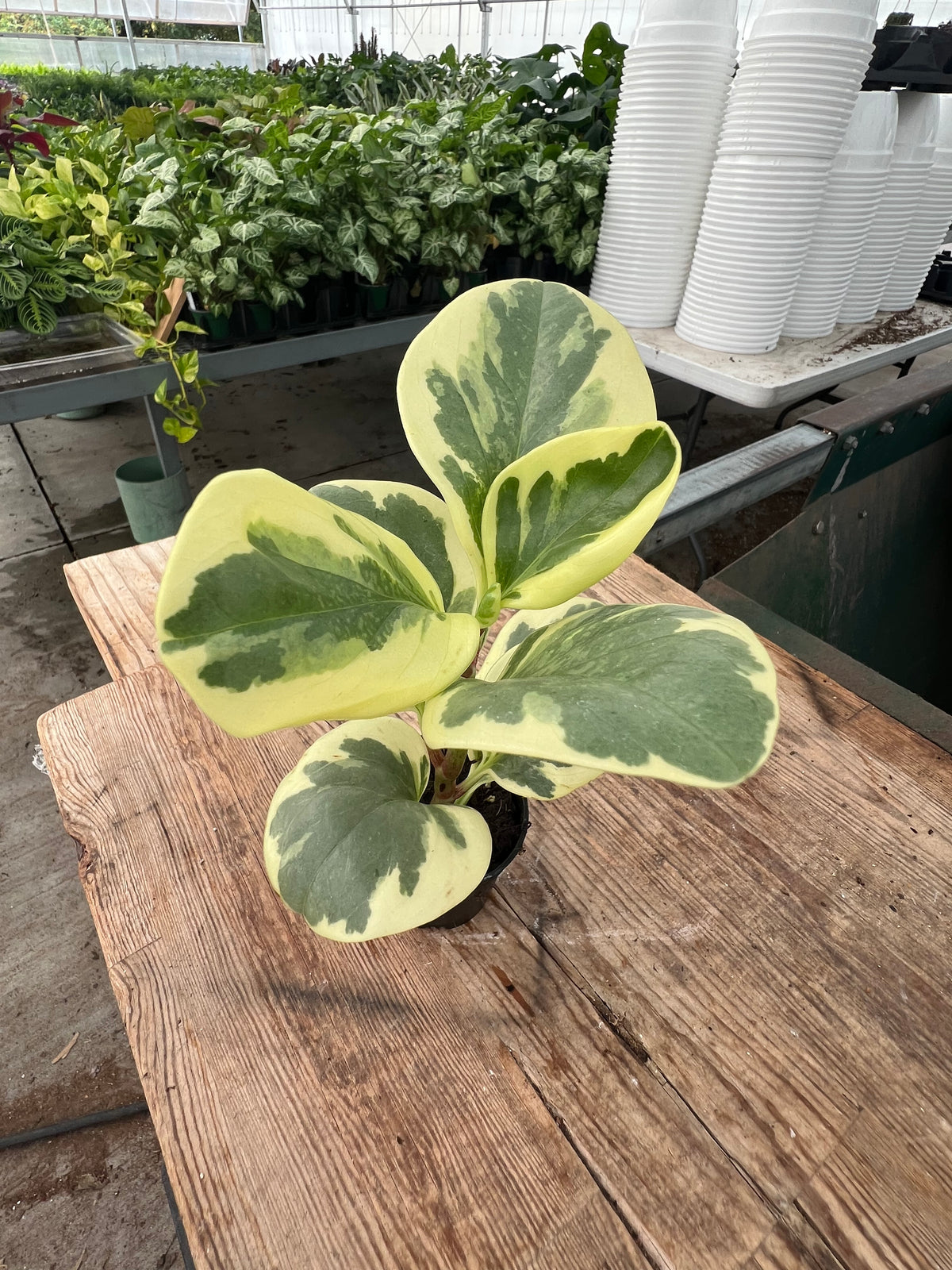 Peperomia obtusifolia - 'Obtipan Bicolor'