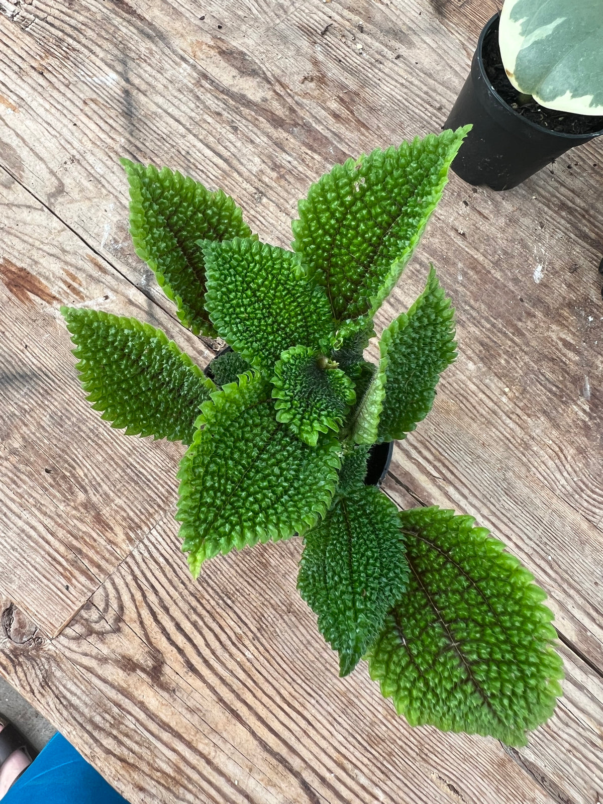 Pilea mollis - 'Moon Valley'