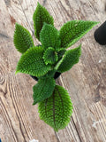 Pilea mollis - 'Moon Valley'
