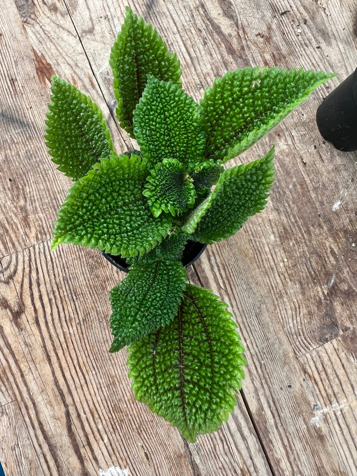 Pilea mollis - 'Moon Valley'