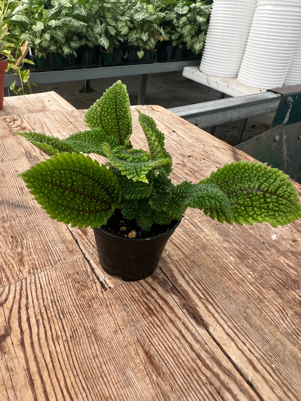 Pilea mollis - 'Moon Valley'