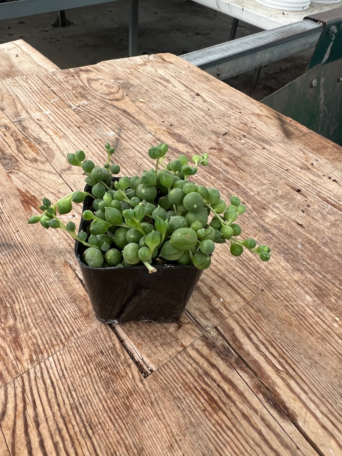 Senecio rowleyanus - String of Pearls