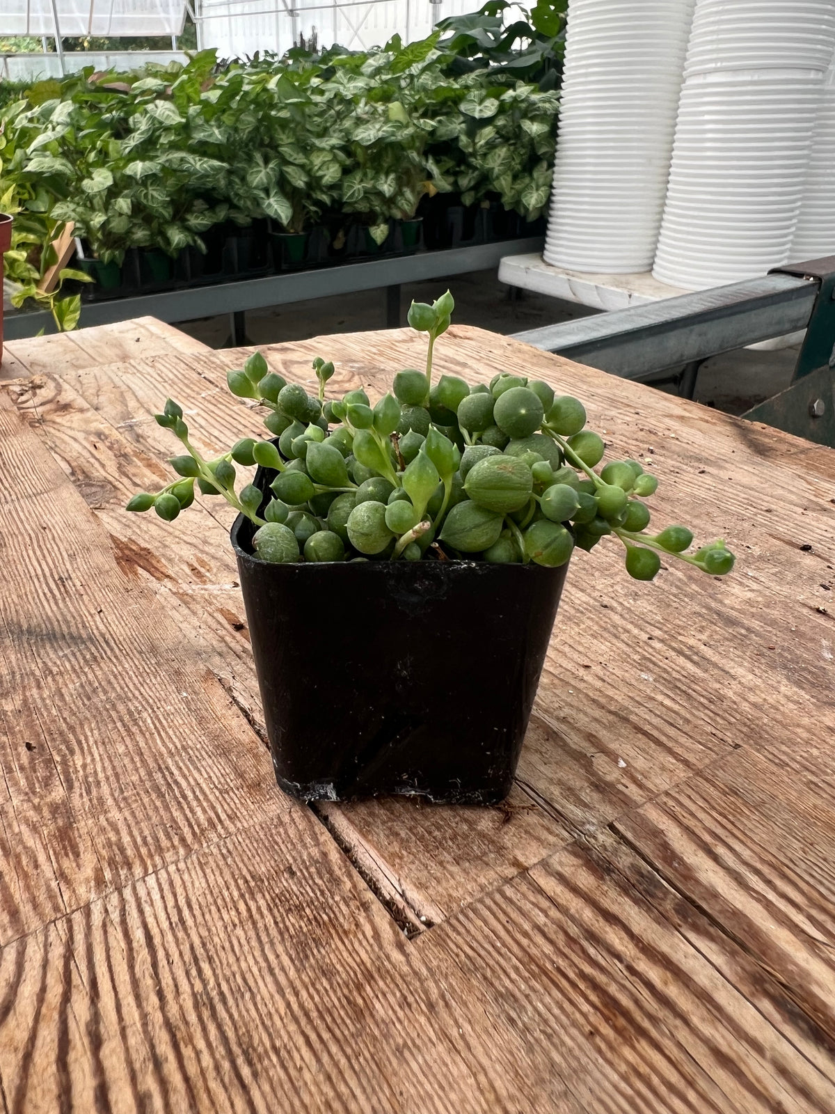 Senecio rowleyanus - String of Pearls