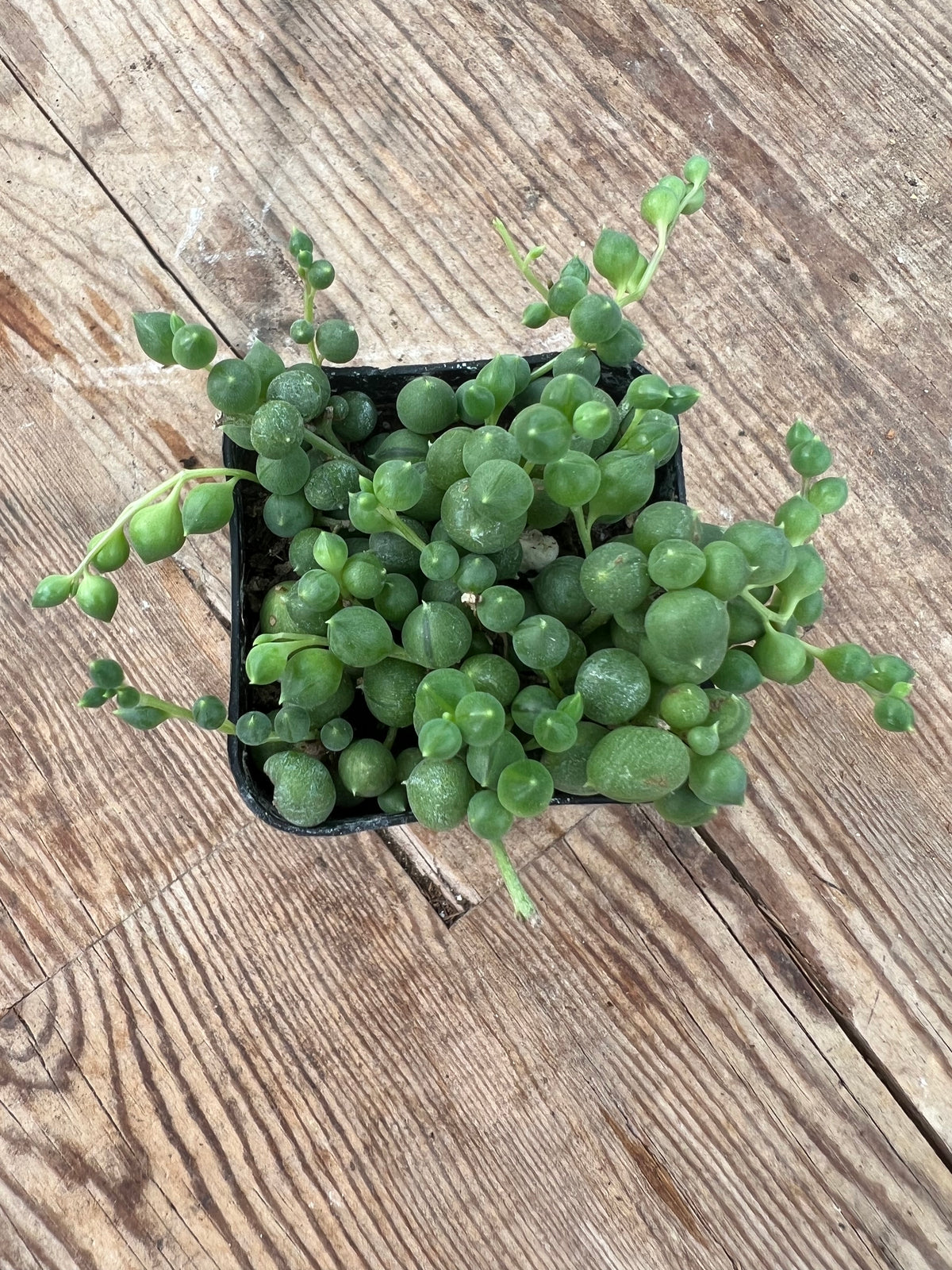 Senecio rowleyanus - String of Pearls