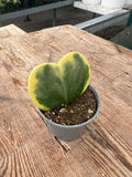 Variegated Hoya kerrii - 'Sweetheart Hoya'