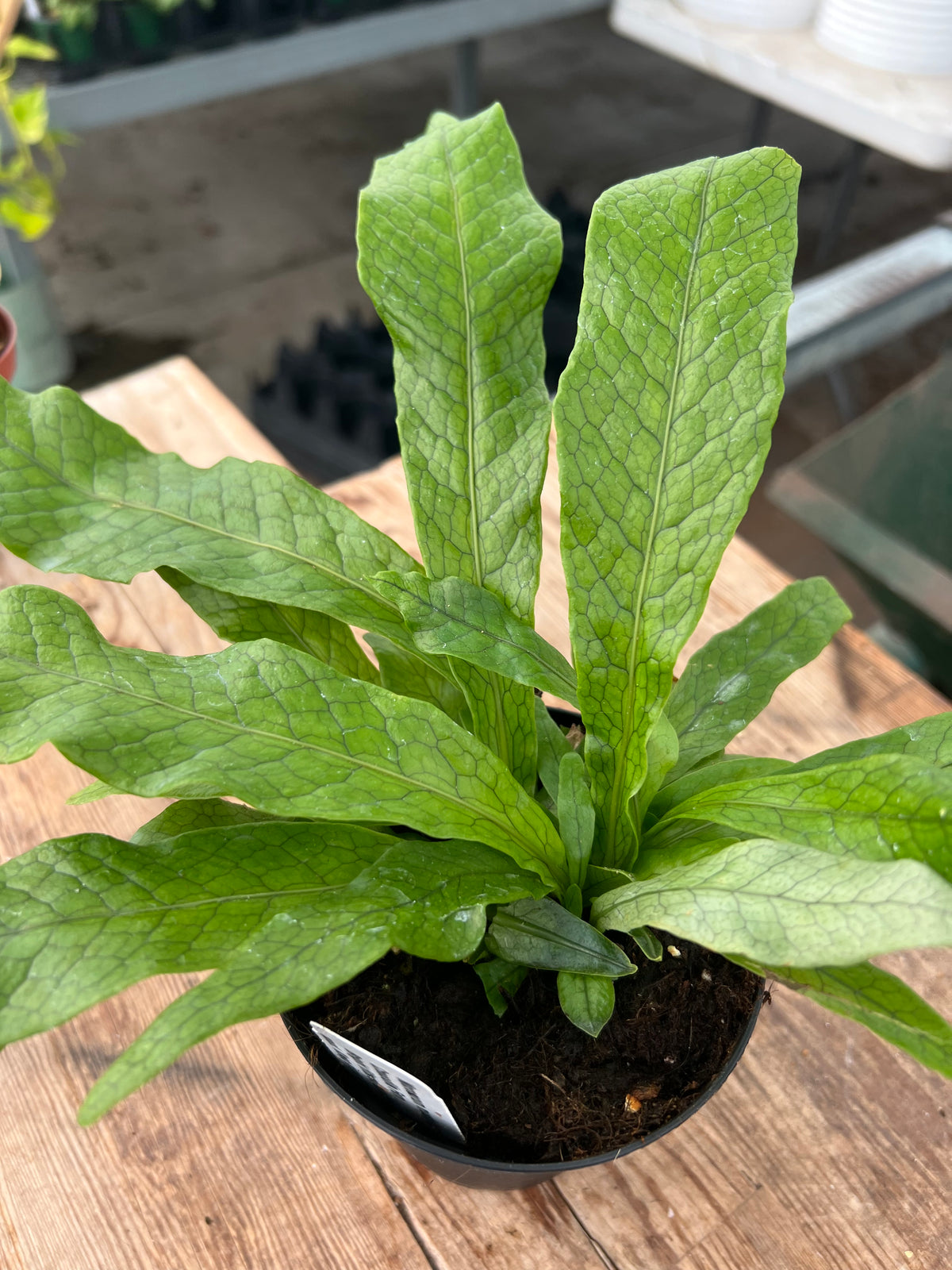 Microsorum musifolium - 'Crocodile Fern'