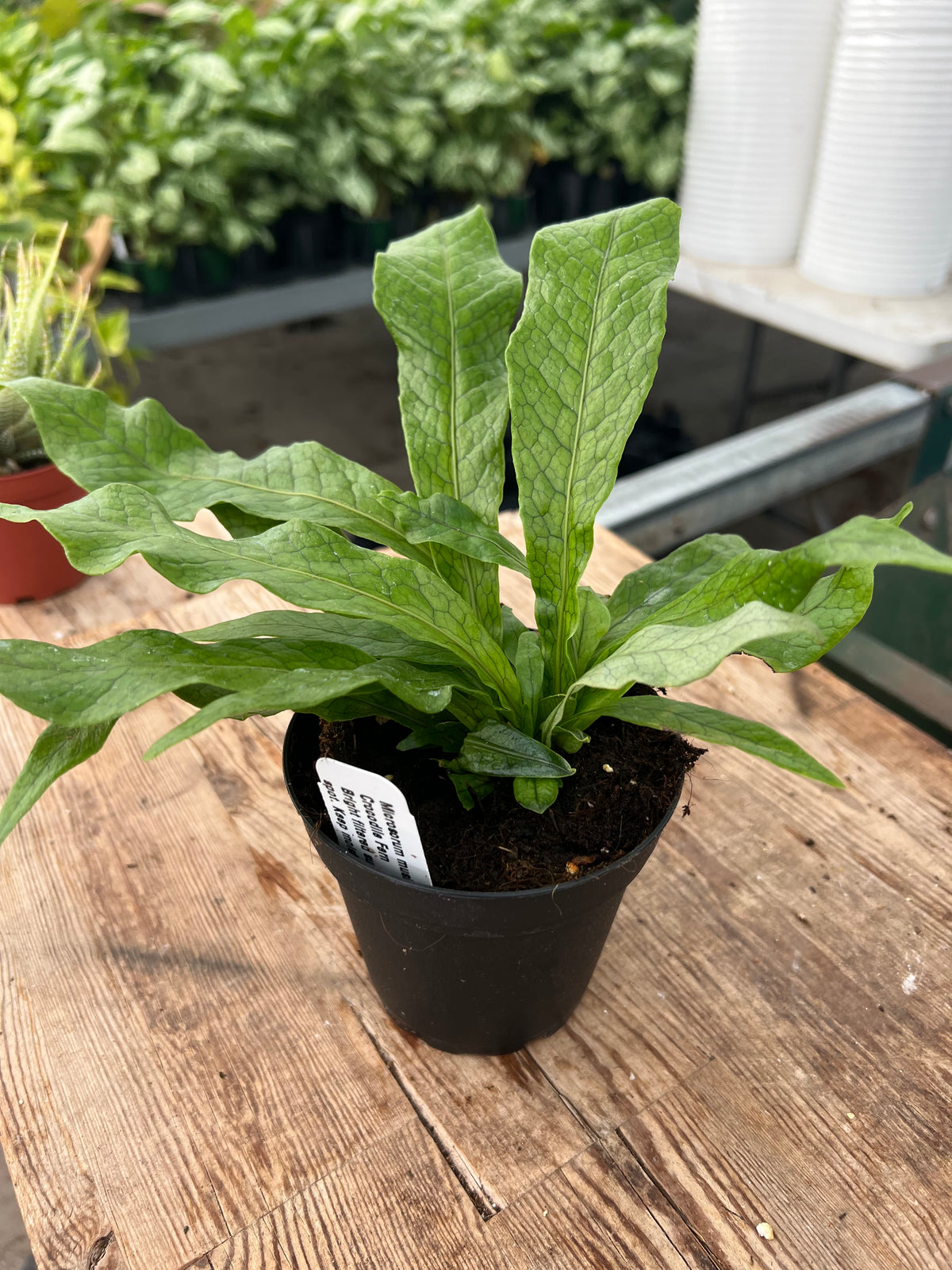 Microsorum musifolium - 'Crocodile Fern'
