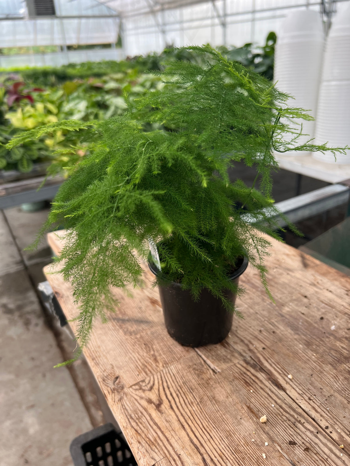 Asparagus setaceus - Plumosa Fern
