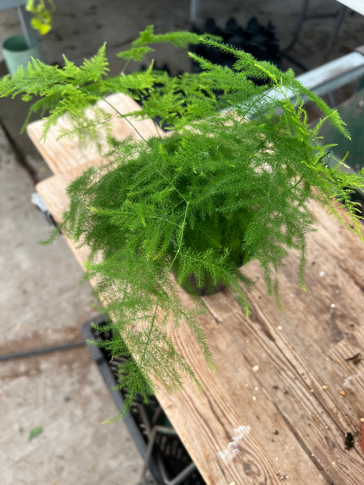 Asparagus setaceus - Plumosa Fern
