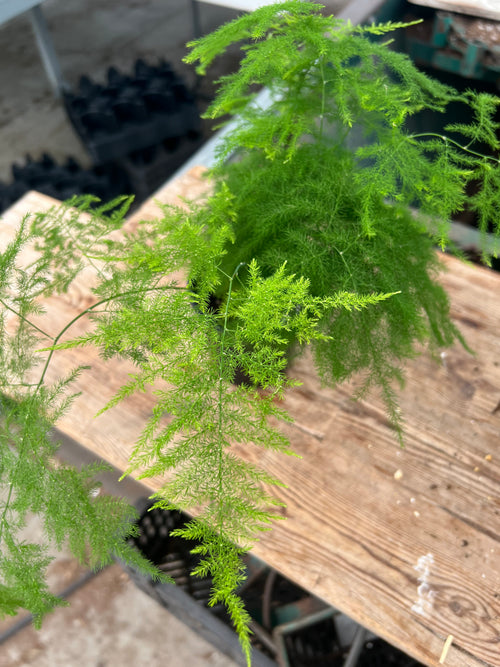 Asparagus setaceus - Plumosa Fern