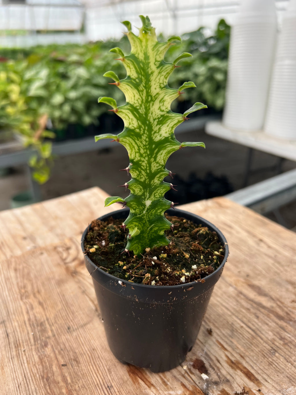 Euphorbia trigona variagata - 'Variegated African Milk Tree'