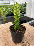 Euphorbia trigona variagata - 'Variegated African Milk Tree'