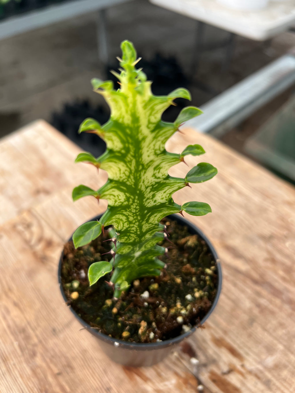 Euphorbia trigona variagata - 'Variegated African Milk Tree'