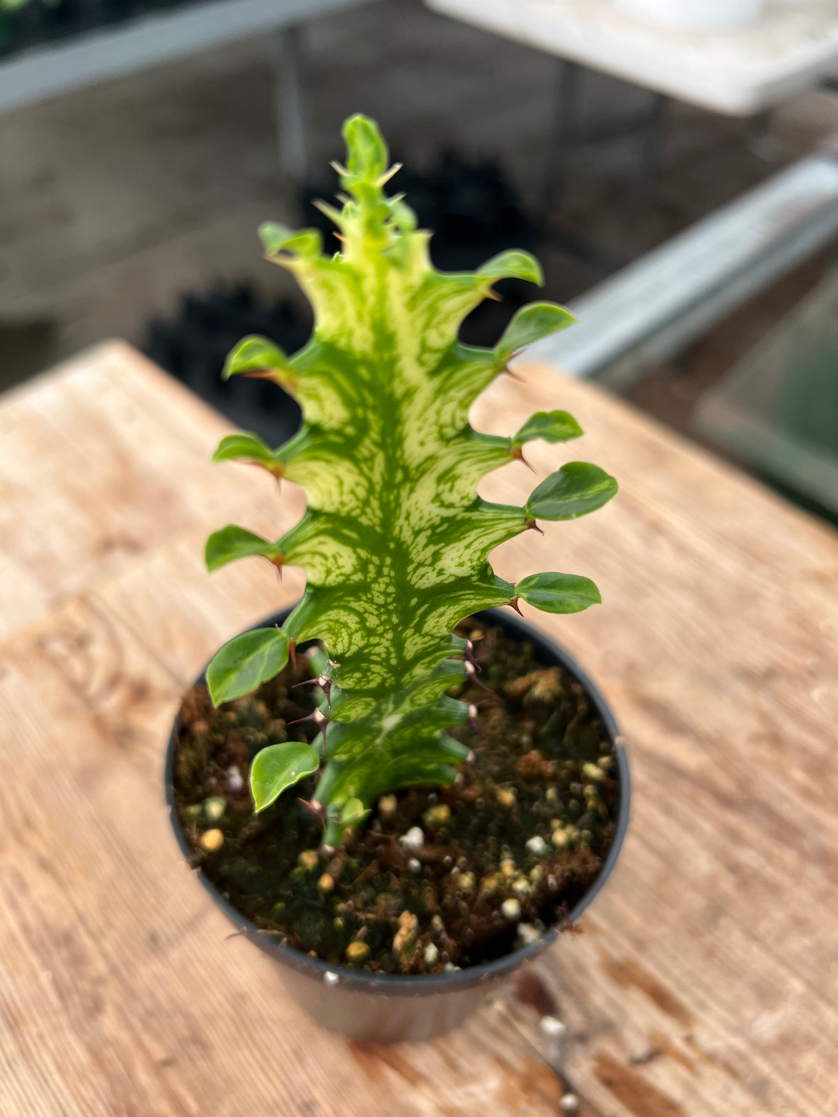 Euphorbia trigona variagata - 'Variegated African Milk Tree'