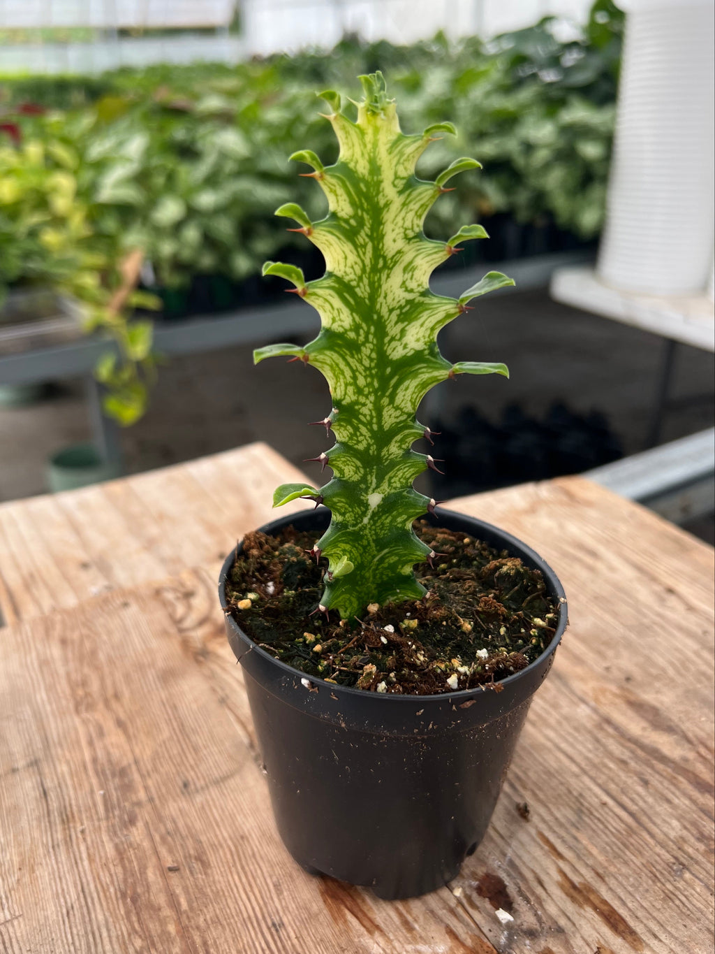 Euphorbia trigona variagata - 'Variegated African Milk Tree'