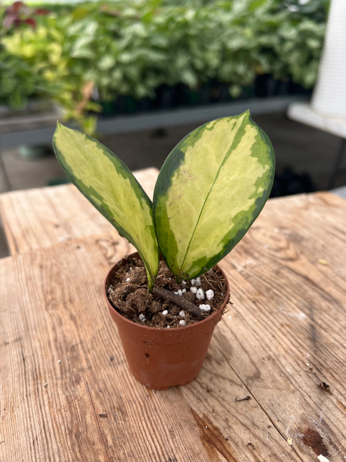 Hoya australis - ‘Lisa’