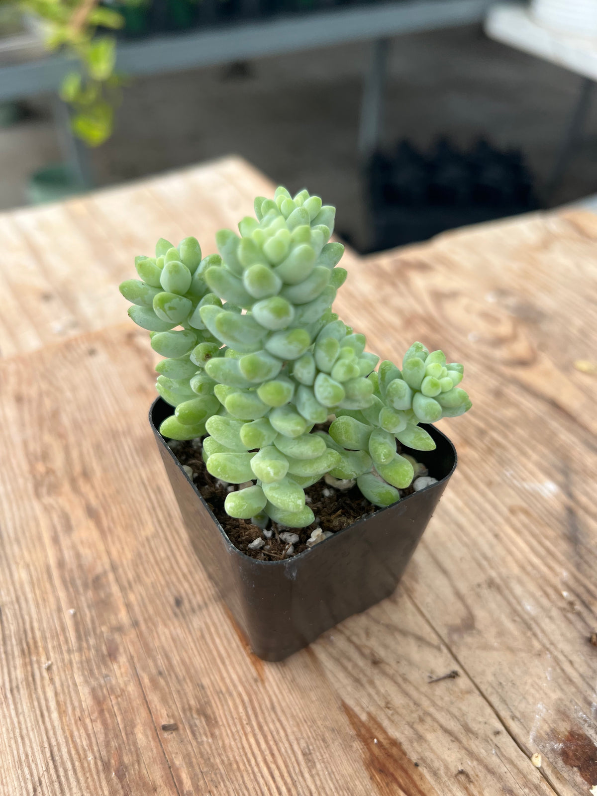 Sedum morganaianum - Burro's Tail Sedum