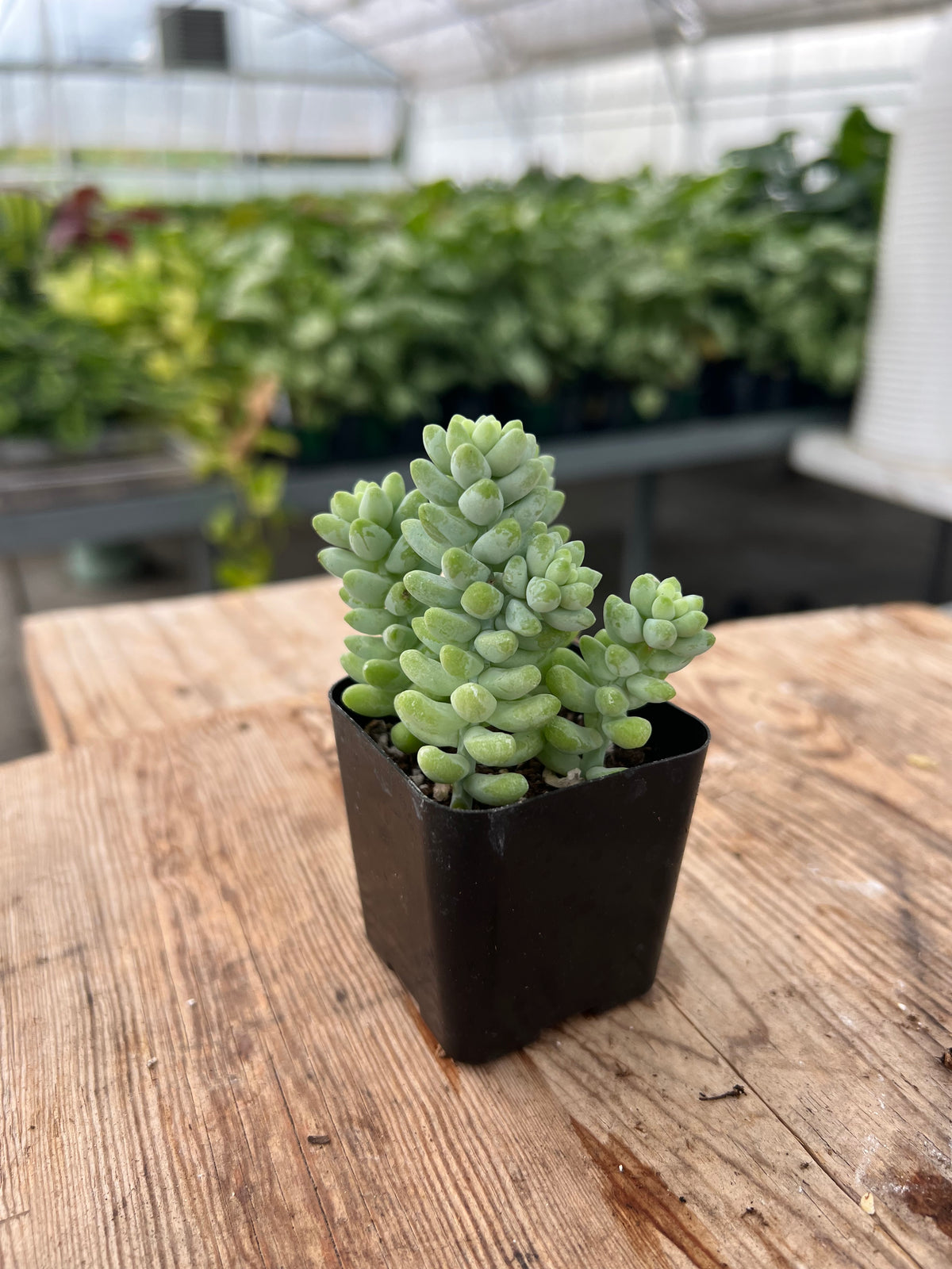 Sedum morganaianum - Burro's Tail Sedum