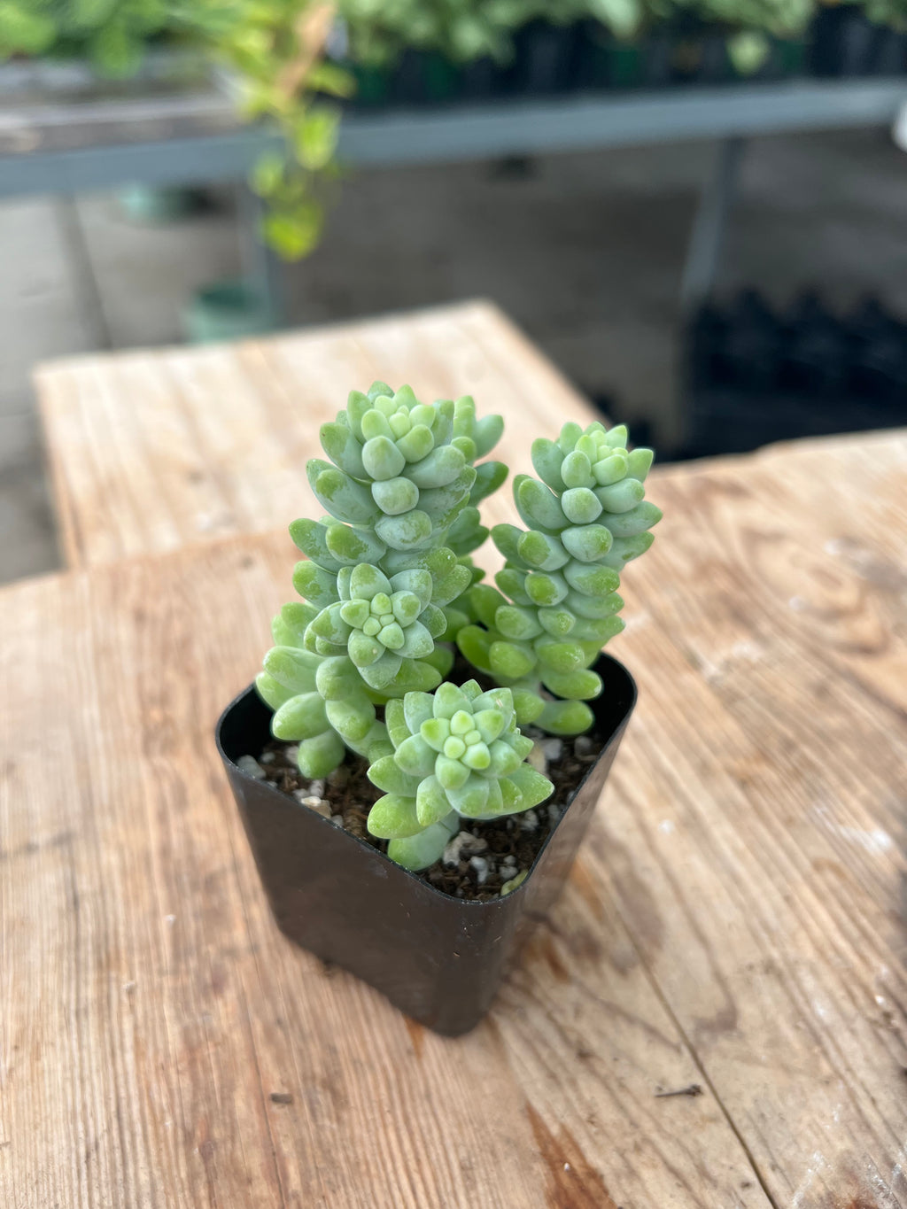 Sedum morganaianum - Burro's Tail Sedum