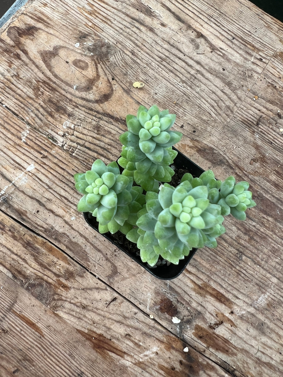 Sedum morganaianum - Burro's Tail Sedum