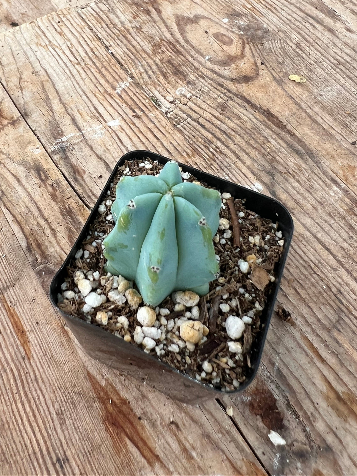 Myrtillocactus geometrizans - 'Blue Candle Cactus'