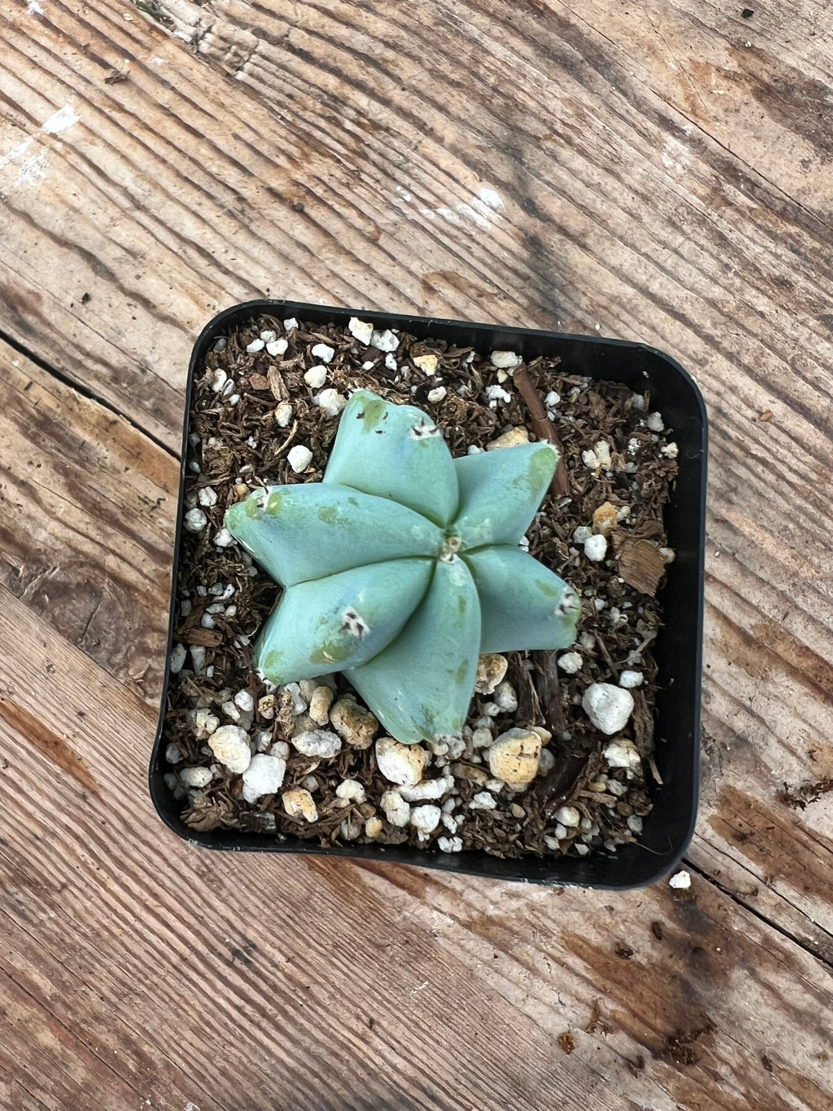 Myrtillocactus geometrizans - 'Blue Candle Cactus'