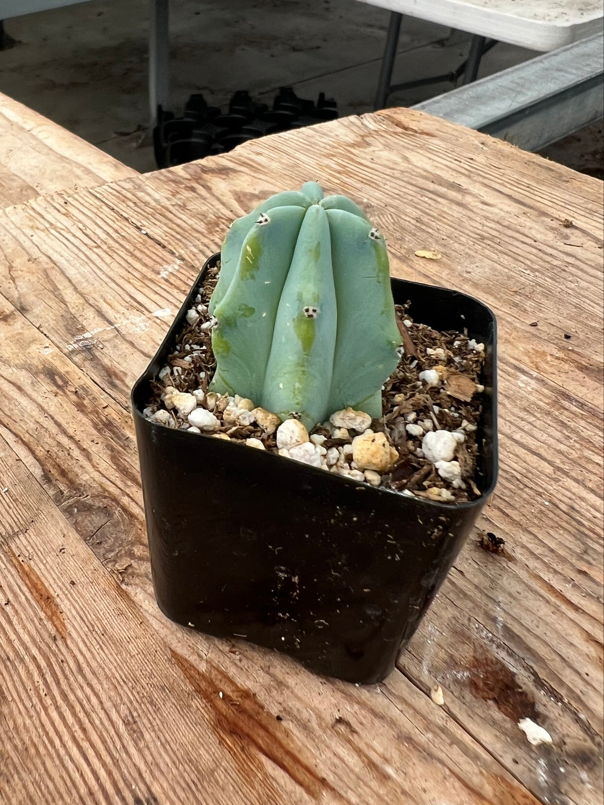 Myrtillocactus geometrizans - 'Blue Candle Cactus'