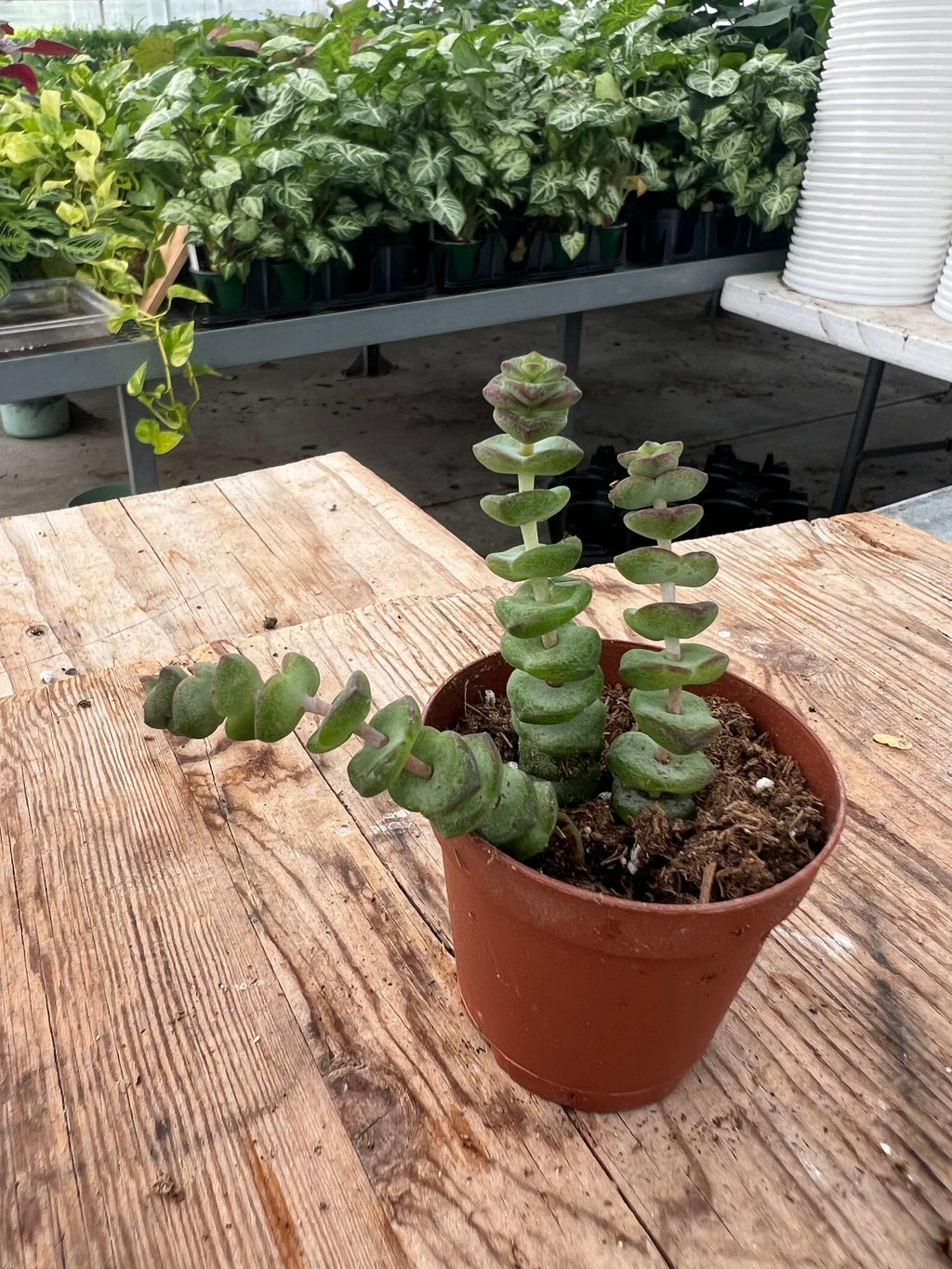 Crassula marnieriana - 'Worm Plant'